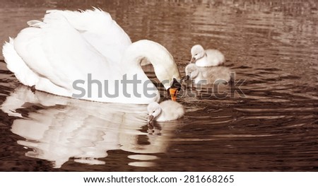 Beautiful Mute Swan with her 3 day old baby cygnets swimming on calm waters - sepia vintage tone