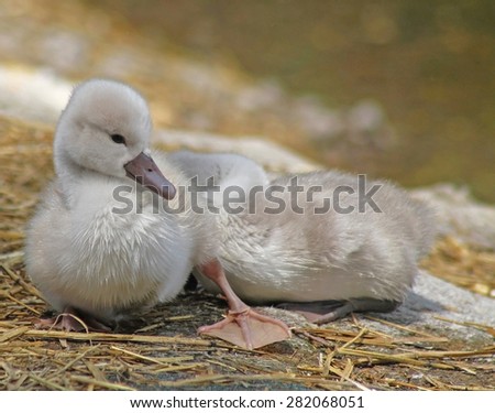 Baby Mute Swan resting and sunning on dry land while his sibling sleeps soundly behind him