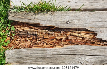 Rotting wood on boardwalk path