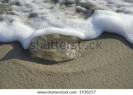 A jelly fish being washed ashore.