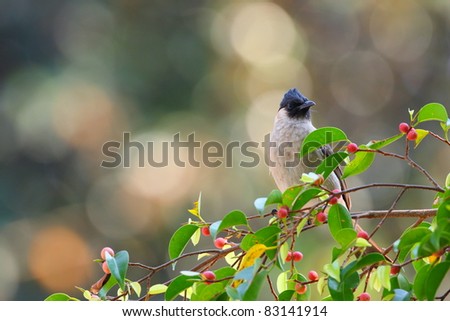 bird eating fruit on tree with nice bokeh. (sooty-headed bulbul)
