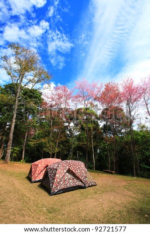 Tents in camping area with pink Sakura trees background.