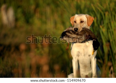 Hunting Labrador Retriever dog