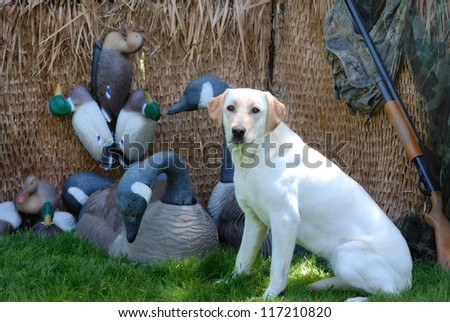 Yellow Labrador dog in a hunting blind