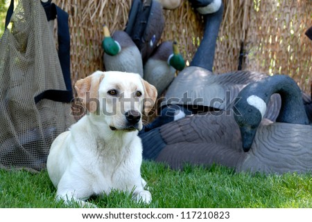 Yellow Labrador dog in a hunting blind