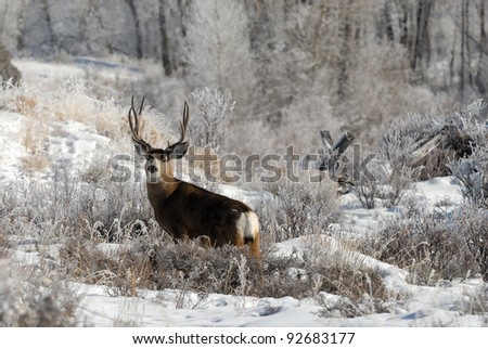 Large Mule Deer Buck on a frosty morning watching for hunters.