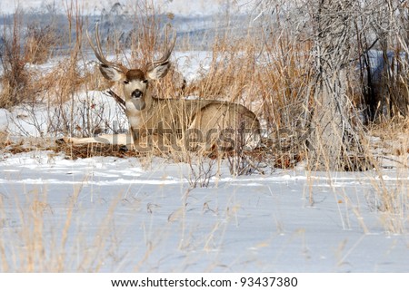 Mule deer laying down in cover to not be seen by hunters