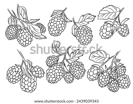 Blackberries outline branches illustration. Vector collection.