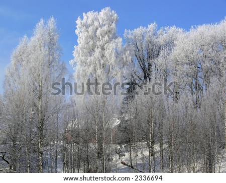 Hoarfrosted trees in the early morning light