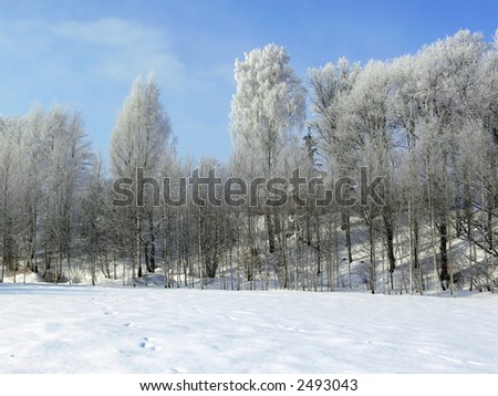 Winter landscape. White frost