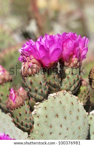 stock-photo-cactus-in-bloom-in-arizona-southwestern-sonoran-desert-100376981.jpg