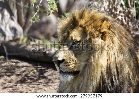 Close up of lion with focus on head in regal pose.  Location is Phoenix Zoo in Arizona.