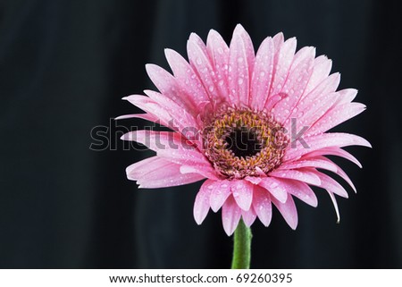 Pink daisy with fresh rain drops against the silk sheen of dark shadows in a renewal and shadow conceptual juxtaposition;
