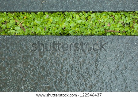 wet green grass growing between stone  plate
