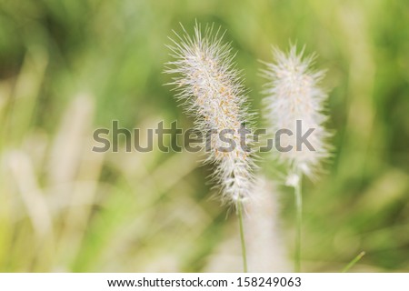 green fox tail grass in the park