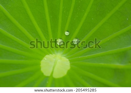water drop on lotus the leaf