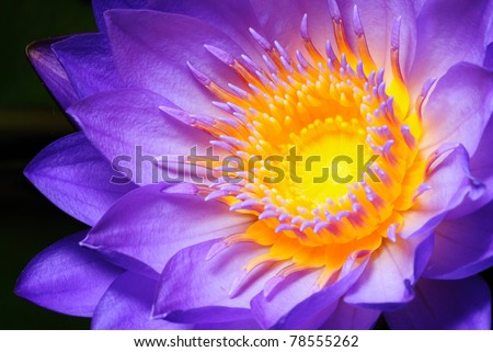 Colorful purple water lily