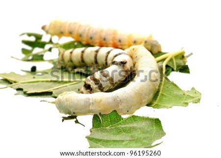 Silk Worm Isolated on White.