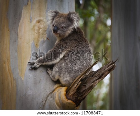 Koala Bear in Eucalyptus Tree