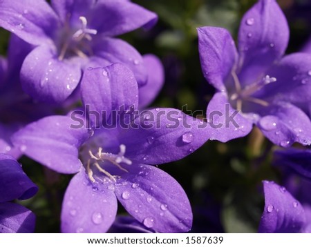 Purple Rain, water droplets on campanula