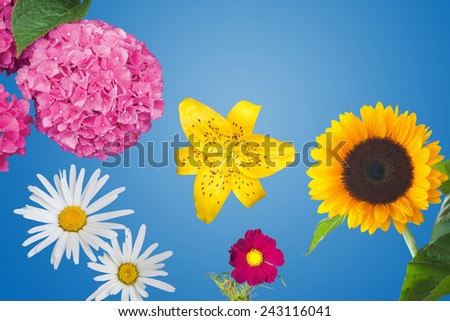 Hydrangea, Daisies, a Yellow Tiger Lily, a Magenta Anemone Coronaria and a Sunflower Isolated