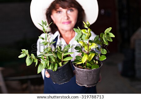 Beautiful woman gardener offers two pots with seedlings of vegetables or flowers plant trees. Image of young shoots of seedlings in pots on a background of blurred woman gardener
