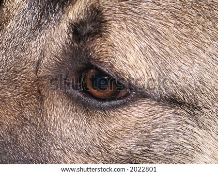 Dog eye close up