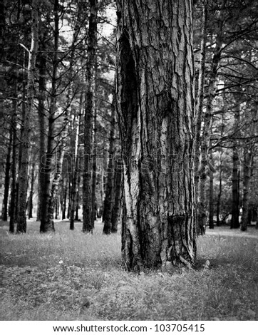 Tree in greyscale shoot on medium format film
