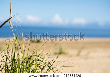 beach view with plants in water and blue sky