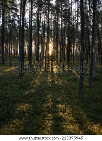 Old forest with moss covered trees and rays of sun in summer