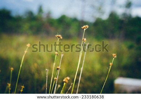 closeup of beautiful green grass with blur background. Vintage photography effect. Retro grainy color film look.