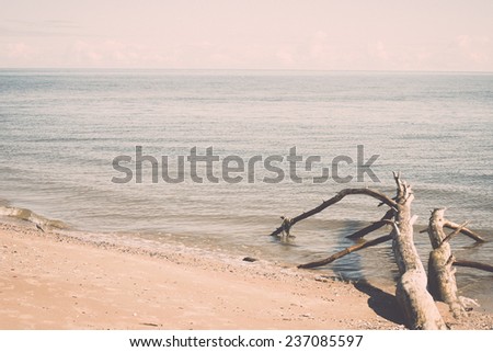 beach skyline with old tree trunks in water and blue sky - retro, vintage style look