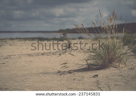 beach view with plants in water and blue sky - retro, vintage style look