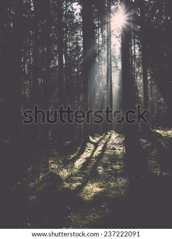 forest road with sun rays in the morning in the countryside - retro, vintage style look