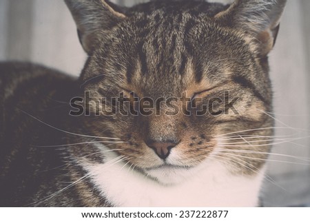 domestic cat close-up shot - retro, vintage style look