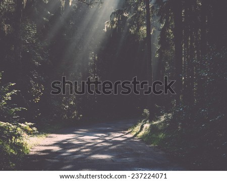 forest road with sun rays in the morning in the countryside - retro, vintage style look
