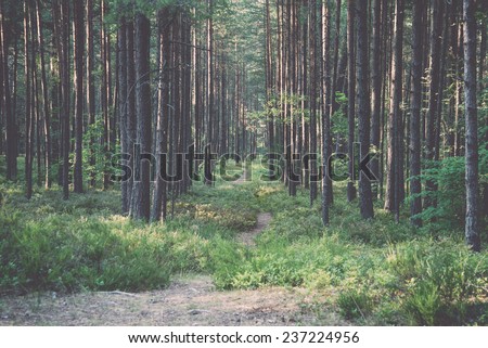 trail in the woods near sea in the dunes - retro, vintage style look