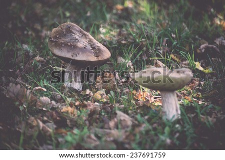 country landscape with autumn mushrooms - retro, vintage style look