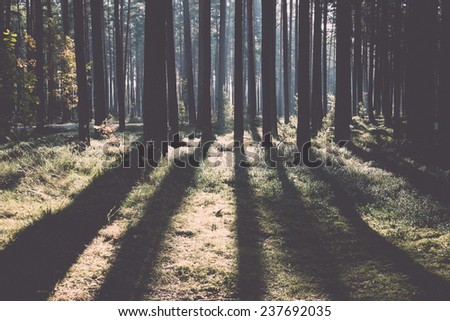 Morning sun beams in the autumn forest in latvia - retro, vintage style look
