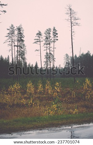 forest trees in autumn colors in countryside late autumn - retro, vintage style look