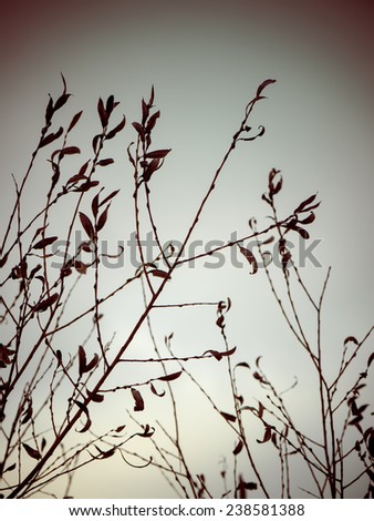 artistic dry branches and plants on white background. art. - vintage 80\'s retro indie film