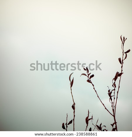 artistic dry branches and plants on white background. art. - vintage 80's retro indie film