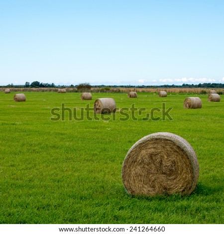 rolls of hay in green field in country - square image