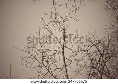 frozen abstract tree branches and plants in winter snow - aged photo effect, vintage retro