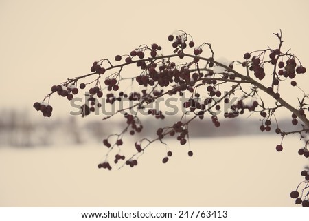 frozen abstract tree branches and plants in winter snow - aged photo effect, vintage retro