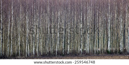 forest textured background of trees and land