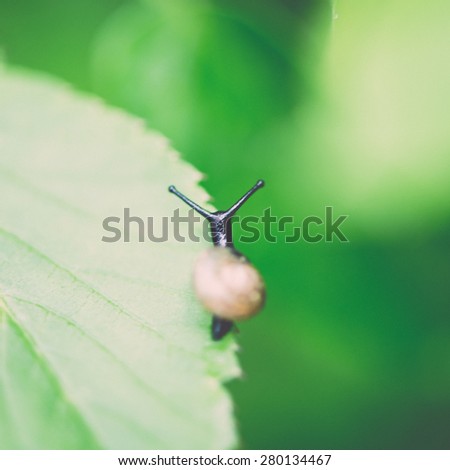 small slug on wet leaves in forest in spring - retro vintage film look