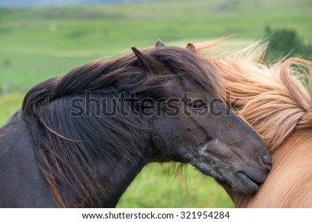 Icelandic horses in a very common windy day