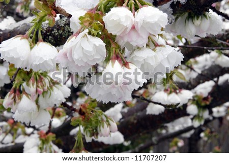 Mount Fuji Cherry Blossoms on a wet spring day.
