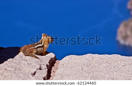 A ground squirrel looks out over his home at Crater Lake National Park in Oregon, USA.